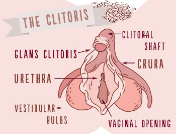 pleasure_clitoris