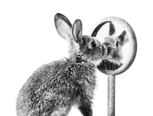image of a bunny rabbit looking at themself in a mirror