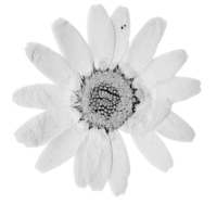 image of a pressed flower 