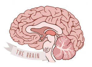 the brain: where size really does matter