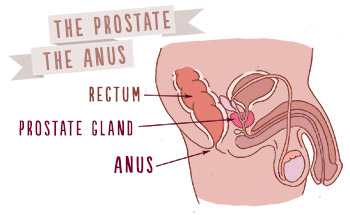 pleasure_anus