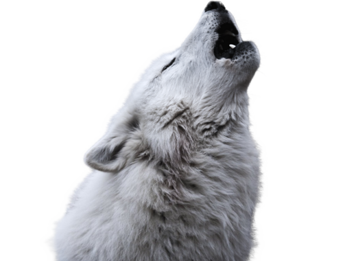 A howling wolf, from the neck up, in monochrome