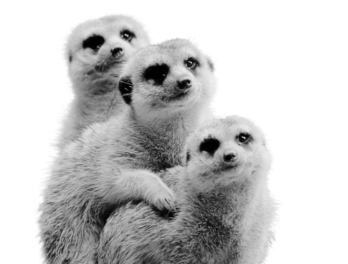 Cuddling meerkats in monochrome