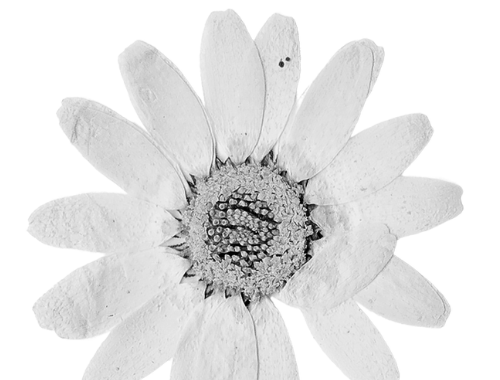 a pressed flower