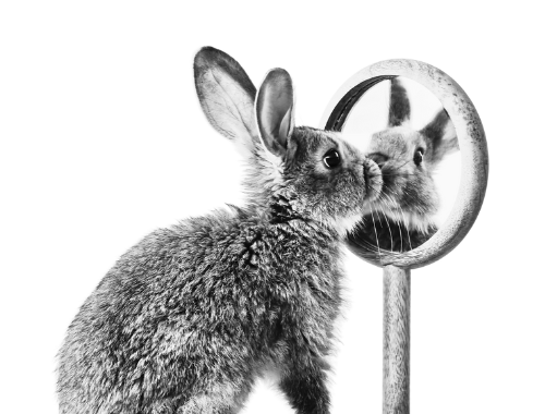A bunny rabbit looks at themself in a mirror