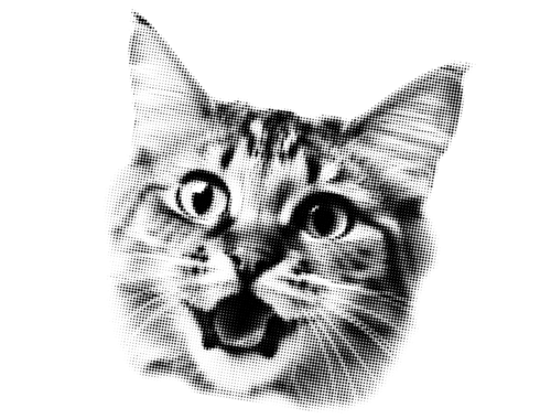 a very excited kitten's face