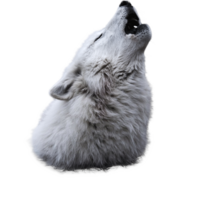A howling wolf, from the neck up, in monochrome