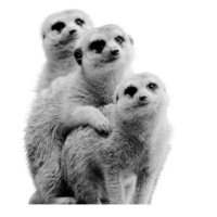 Cuddling meerkats in monochrome