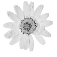 a pressed flower