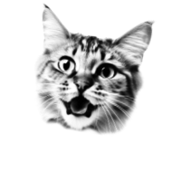 a very excited kitten's face
