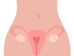 illustration of a torso with a see-through uterus, and an IUD in it with a heart