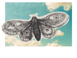 a moth flying over a lovely blue sky