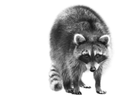 image of a scared looking sweet raccoon