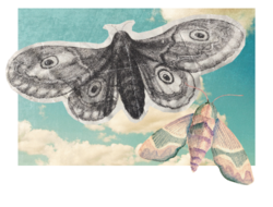 two moths flying together over a pretty blue sky