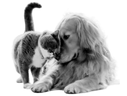 a dog and cat happily snuggling