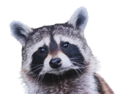 a raccoon who looks scared