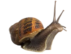 A little brown snail slowly scooting along