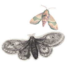 two illustrations of moths arranged next to each other