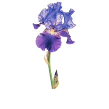 a purple iris, which is an asexual flower!