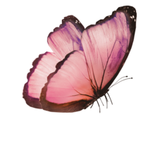 a beautiful pink and purple butterfly