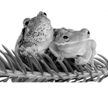 Two frogs sitting on a pine tree branch together. The left frog has it's arm around the right frog. They look like frog friends.