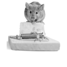 Cute little mouse sitting on top of a cheese trap. He is fine because he knows it's a trap.