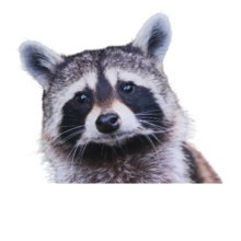 a raccoon who looks scared