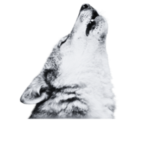 A lone wolf howling 