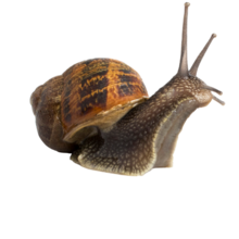 A little brown snail slowly scooting along