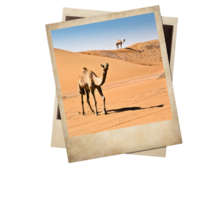 A camel wandering through the desert.