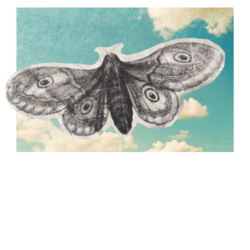 a moth flying over a lovely blue sky