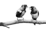 two birds on a branch facing eachother
